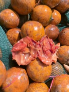 Agbalumo -20pcs - Image 5