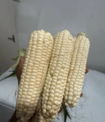 White African Maize - Image 4
