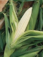 White African Maize