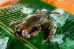 Soft Shell Crab Whales-10pcs(1kg) - Image 2
